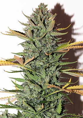 Autoflower Cannabissämling der Sorte Northern Light in der Blütephase mit kompaktem, buschigem Wuchs und dichten, harzigen Blüten unter Indoor-Beleuchtung.