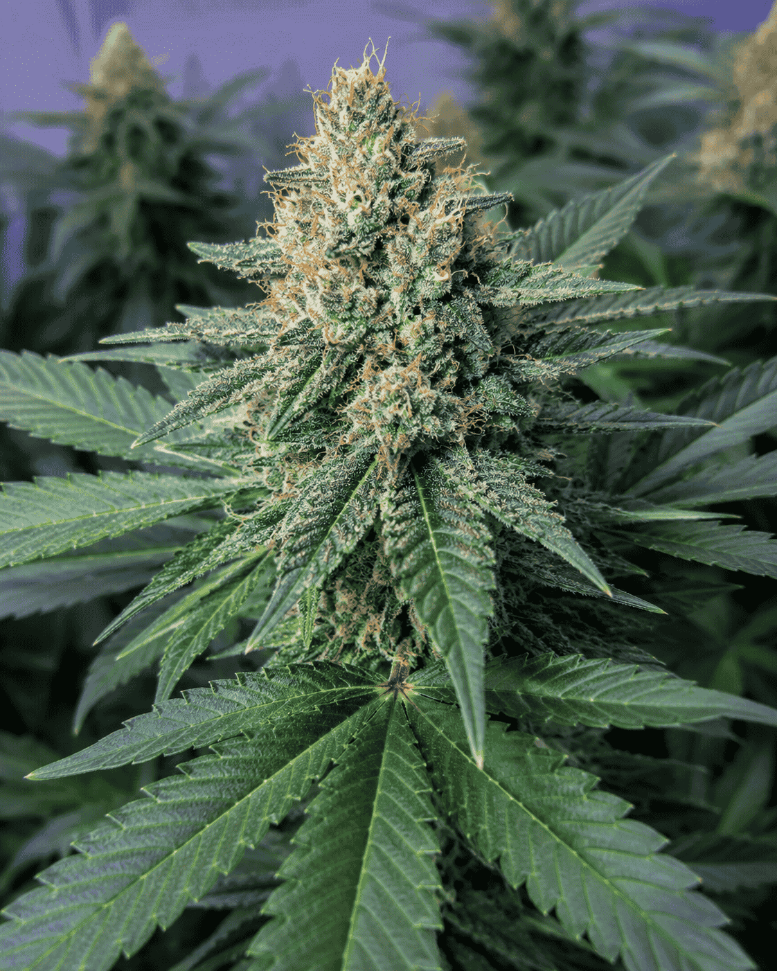 Blue Dream Cannabisblüte mit hellgrün-violetten Tönen, orangefarbenen Härchen und stark glitzernden Harztrichomen.