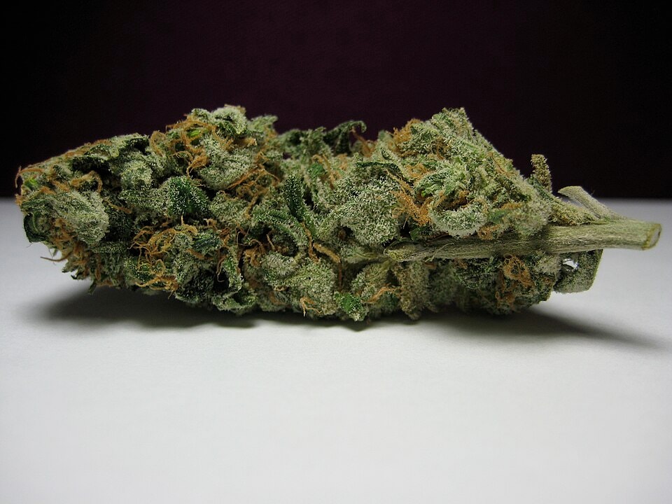 Nahaufnahme einer Blue Dream Cannabis-Blüte mit hellgrünem, leicht violett schimmerndem Blütenkörper, dicht überzogen mit glitzernden Harzdrüsen (Trichomen) und auffälligen orangefarbenen Blütenhaaren (Pistillen), kompakter Struktur.