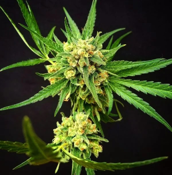 Critical-Mass