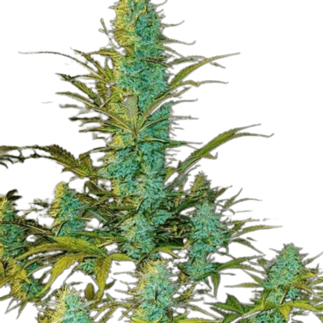 New York Diesel Cannabis-Sorte mit kräftigen, harzigen Blüten, markantem Diesel-Aroma und grünen bis leicht violetten Farbtönen.