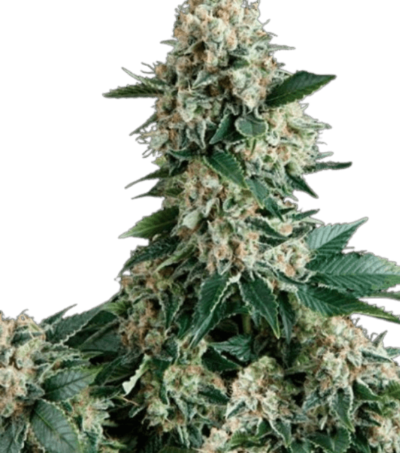 New York Diesel Cannabis-Sorte mit kräftigen, harzigen Blüten, markantem Diesel-Aroma und grünen bis leicht violetten Farbtönen.
