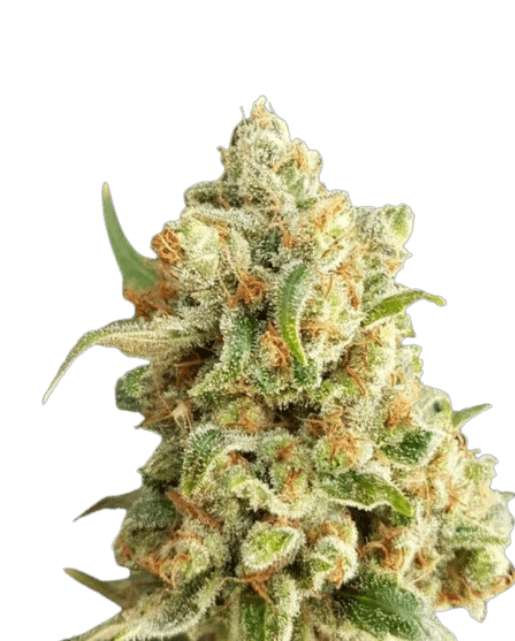 New York Diesel Cannabis-Sorte mit kräftigen, harzigen Blüten, markantem Diesel-Aroma und grünen bis leicht violetten Farbtönen.