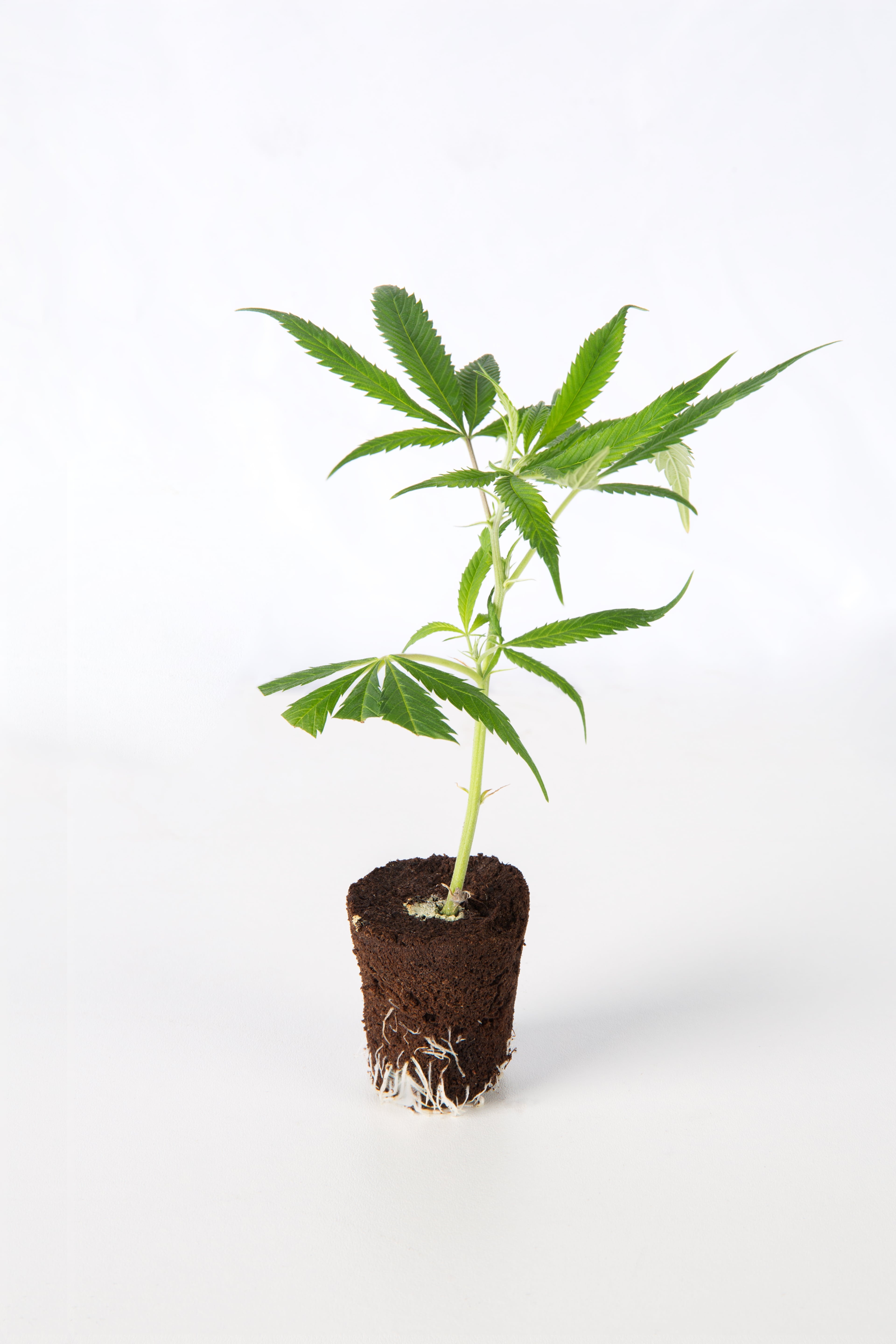Kräftiger Wedding Cake-Cannabis-Sämling mit jungen grünen Blättern in der frühen Vegetationsphase in einem kleinen Pflanztopf.