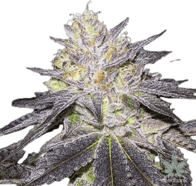 Getrocknete Cannabisblüten der Sorte Wedding Cake in Nahaufnahme, mit sichtbaren, harzigen Blütenstrukturen und dichter, kompakter Bud-Form.