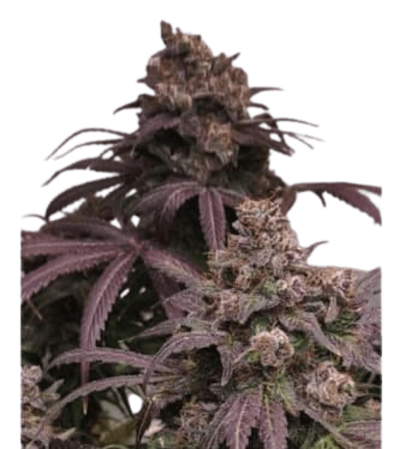 Getrocknete Cannabisblüten der Sorte Wedding Cake in Nahaufnahme, mit sichtbaren, harzigen Blütenstrukturen und dichter, kompakter Bud-Form.