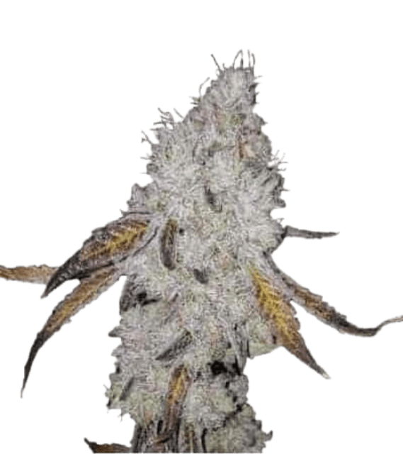 Getrocknete Cannabisblüten der Sorte Wedding Cake in Nahaufnahme, mit sichtbaren, harzigen Blütenstrukturen und dichter, kompakter Bud-Form.