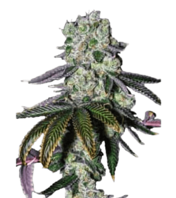 Cannabis-Pflanze der Sorte Wedding Cake im Wachstum, mit dichten, harzreichen Blüten und kräftigen grünen Blättern in einer Indoor- oder Outdoor-Umgebung.
