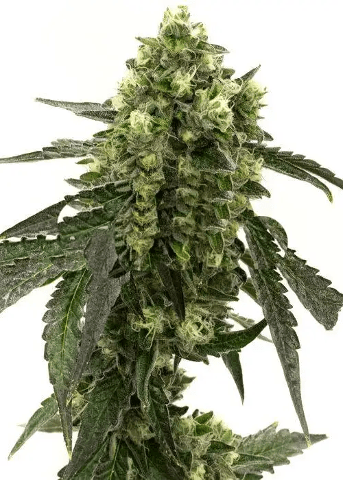 Auto Girl Scout Cookies