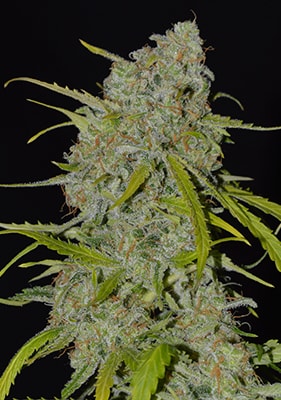 Mimosa Auto Cannabis Seeds – Zitrus Autoflower Sorte mit hoher Potenz