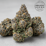 Gary Payton Cannabis Blüte mit dichten harzigen Buds und kräftiger Premium-Genetik von Organic Seeds.