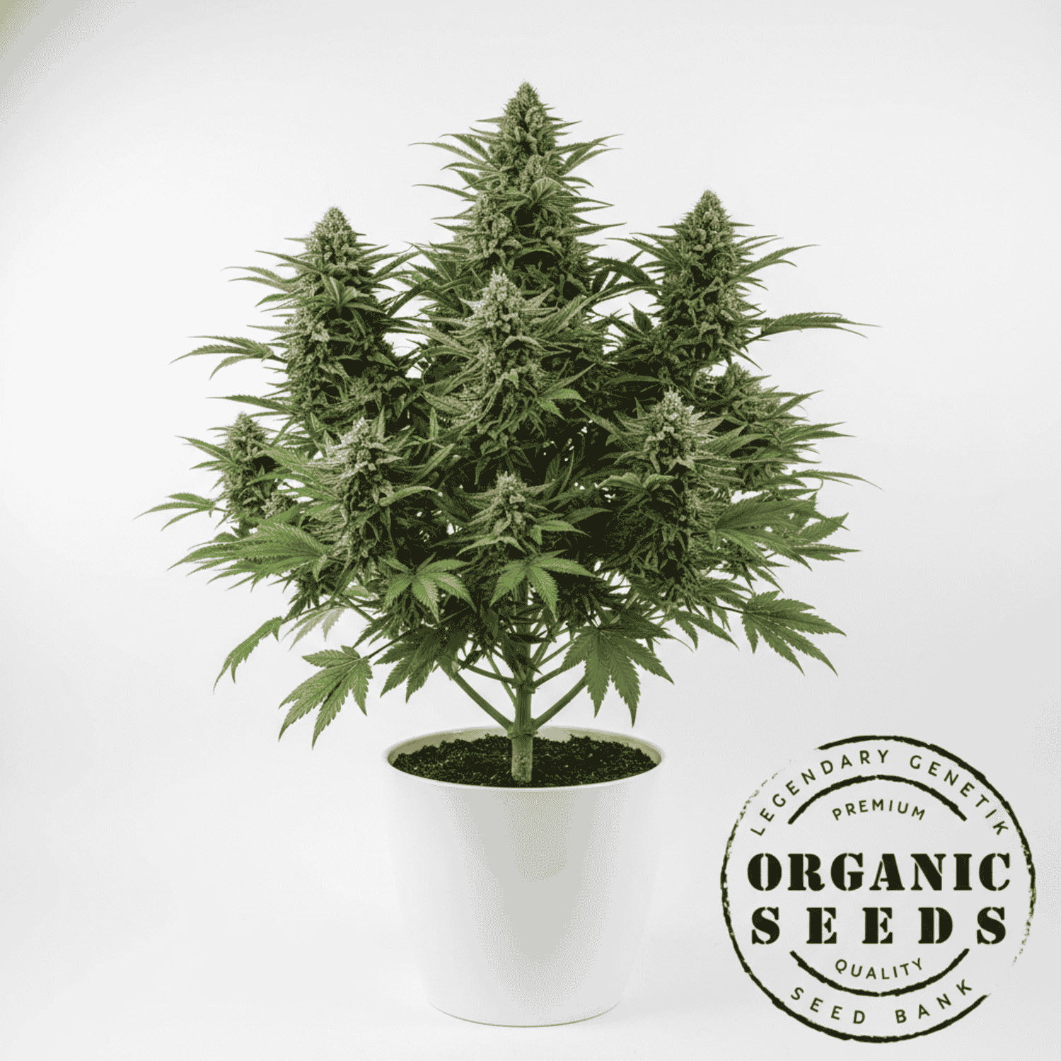 Gary Payton Cannabis Blüte mit dichten harzigen Buds und kräftiger Premium-Genetik von Organic Seeds.