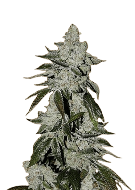 Girl Scout Cookies Cannabis-Sorte mit dichten, harzigen Blüten, süß-erdigem Aroma und stark entspannend-euphorischer Wirkung.