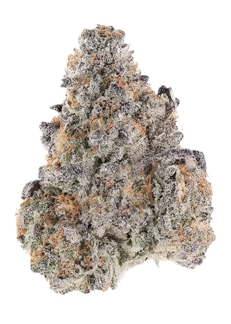 Gorilla Glue Blüten mit harzigen, dichten Cannabis-Buds und kräftigem Aroma