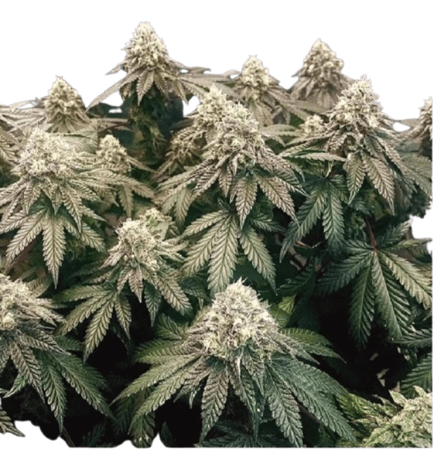 Gorilla Glue Blüten mit harzigen, dichten Cannabis-Buds und kräftigem Aroma