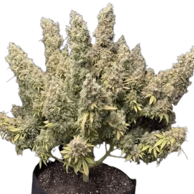 Orange Zkittlez Cannabis-Pflanze mit dichten, harzigen Blüten, kräftigen grünen Blättern und orangefarbenen Akzenten in der Blütephase.