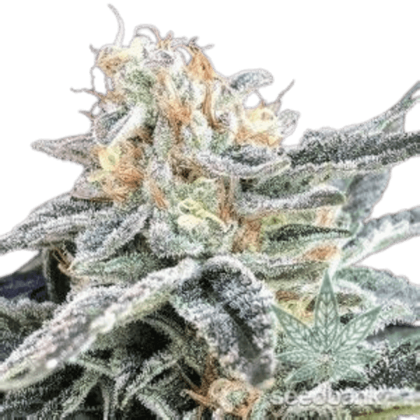 Orange Zkittlez Cannabis-Pflanze mit dichten, harzigen Blüten, kräftigen grünen Blättern und orangefarbenen Akzenten in der Blütephase.