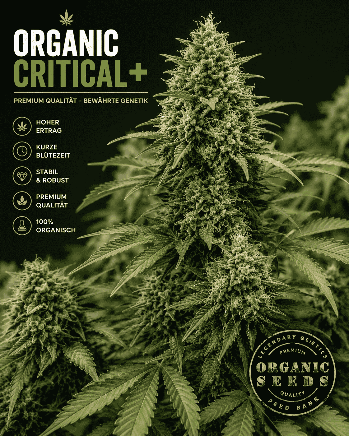 ORGANIC CRITICAL+ feminisierte Cannabissamen mit hohem Ertrag, kurzer Blütezeit und kräftigen, harzigen Premium-Blüten.