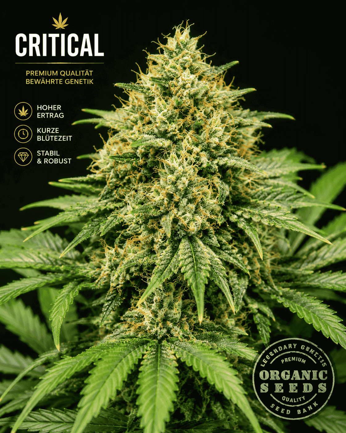 Große ORGANIC CRITICAL+ Cannabis Pflanze mit dichten harzigen Blüten und Organic Seeds Logo für Premium feminisierte Cannabissamen.