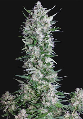 Bio angebauter Gelato Cannabis-Strain in einer Indoor-Grow-Umgebung