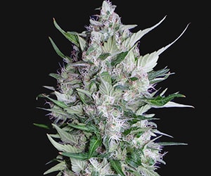 Organic Gelato Cannabis-Strain mit dichten, harzigen Blüten, süß-erdigem Aroma und entspannender Hybrid-Wirkung.
