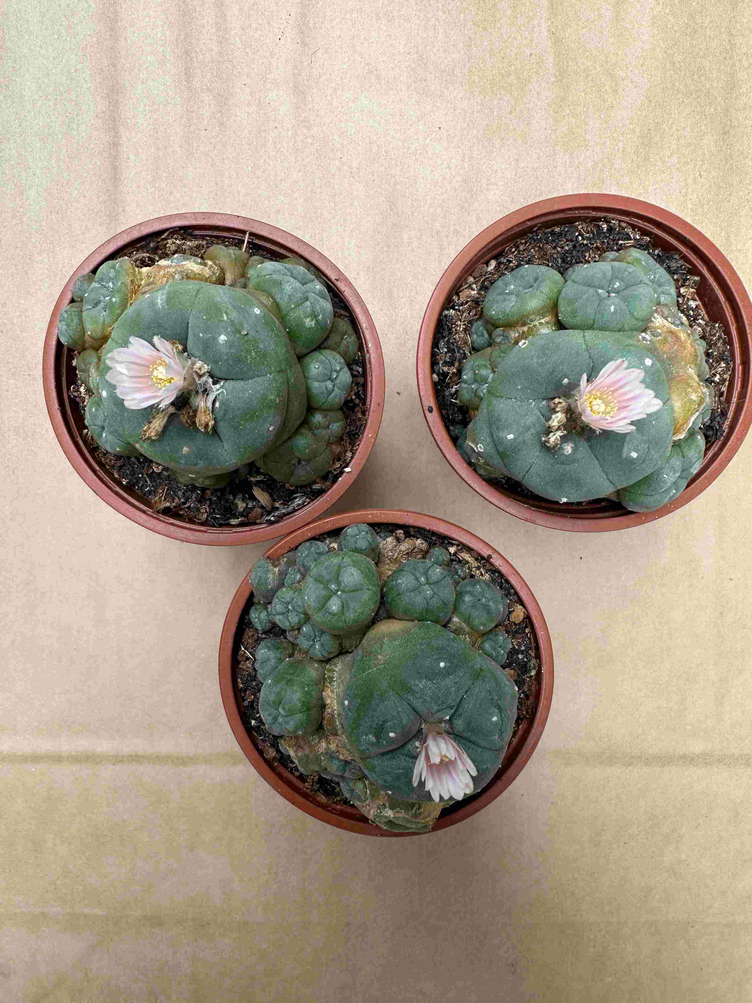 Blühfähiger Peyote-Kaktus (Lophophora williamsii) aus Nordmexiko, kleine dornlose Kugelpflanze im Topf für Sammler und Kakteenliebhaber.