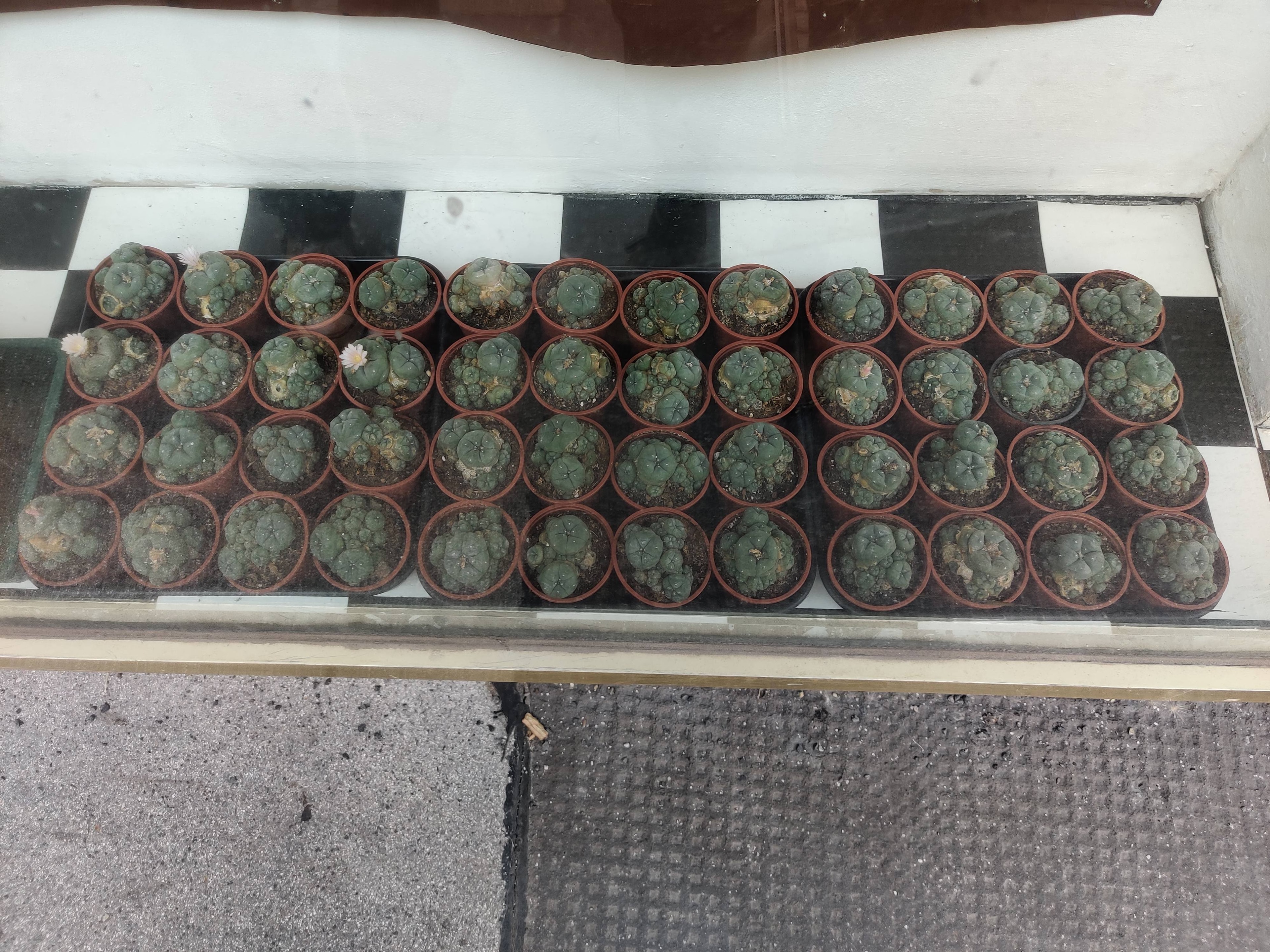 Blühfähiger Peyote-Kaktus (Lophophora williamsii) aus Nordmexiko, kleine dornlose Kugelpflanze im Topf für Sammler und Kakteenliebhaber.