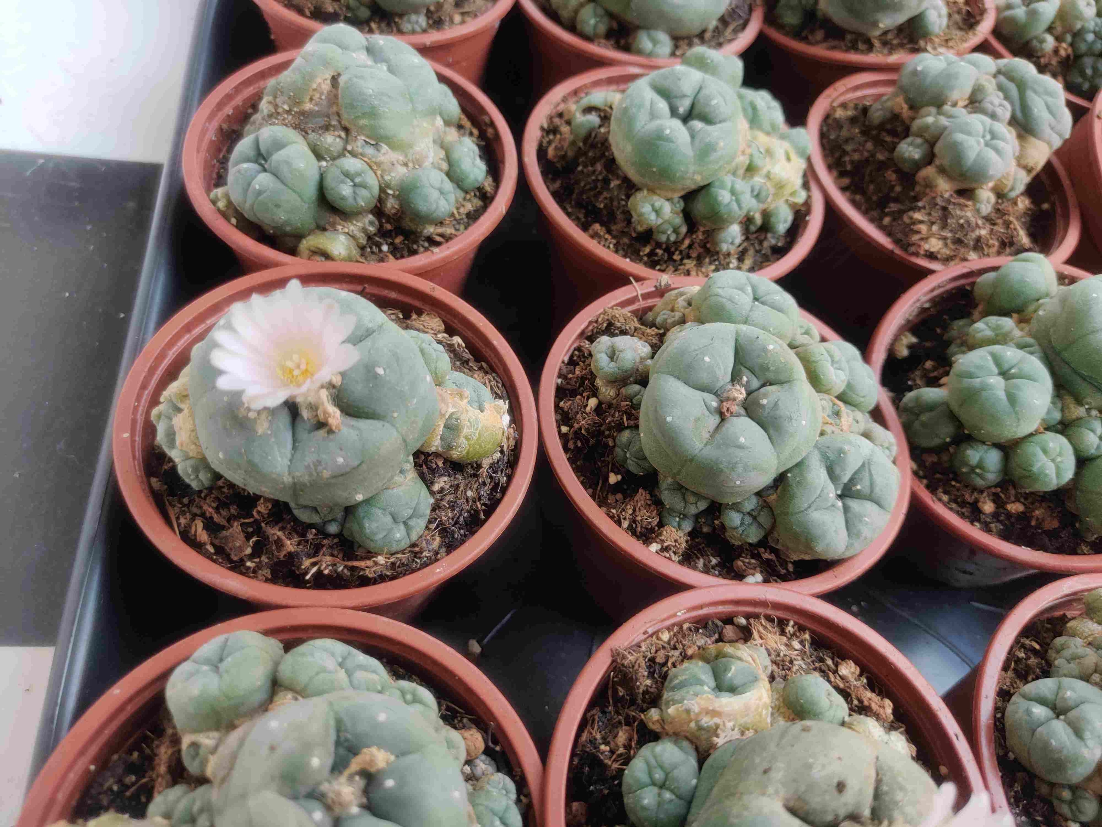 Blühfähiger Peyote-Kaktus (Lophophora williamsii) aus Nordmexiko, kleine dornlose Kugelpflanze im Topf für Sammler und Kakteenliebhaber.