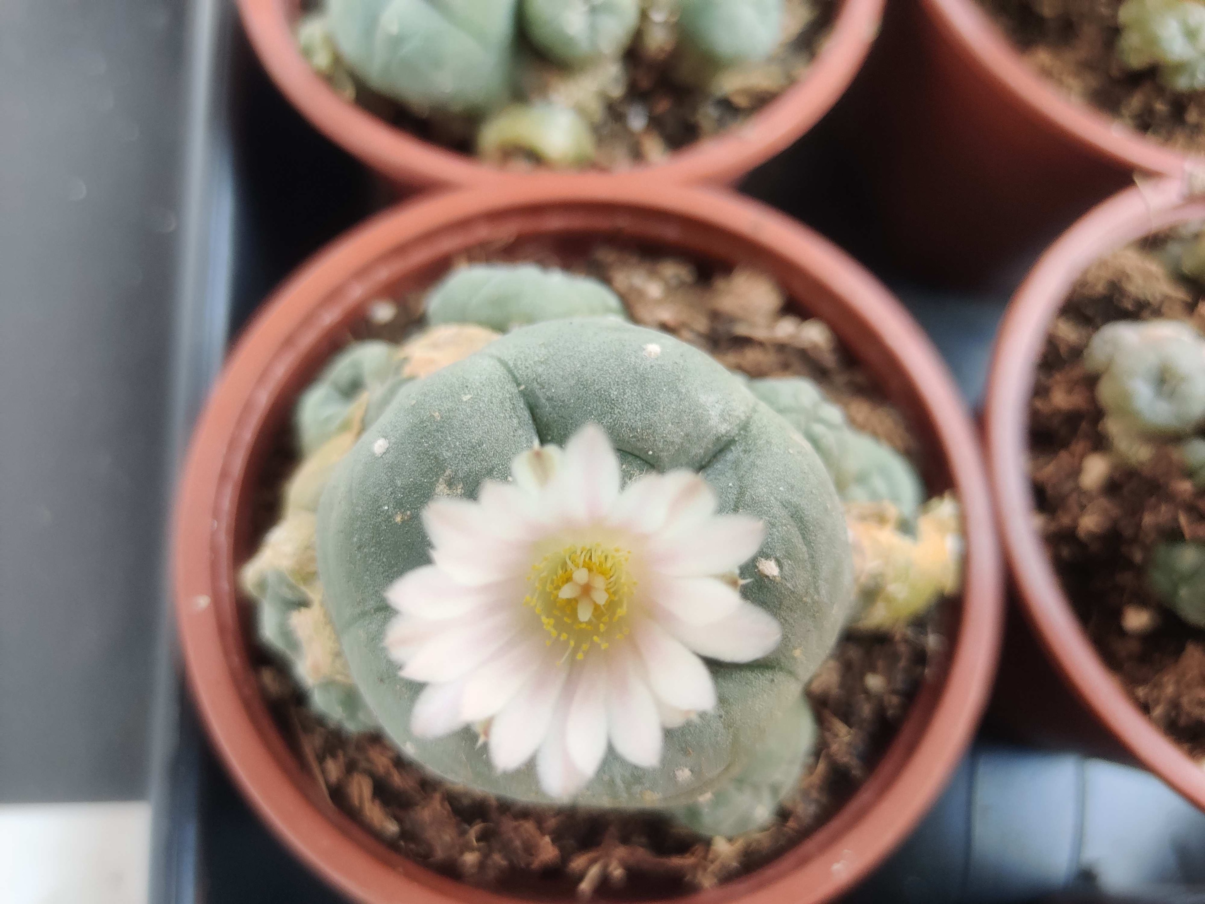 Blühfähiger Peyote-Kaktus (Lophophora williamsii) aus Nordmexiko, kleine dornlose Kugelpflanze im Topf für Sammler und Kakteenliebhaber.