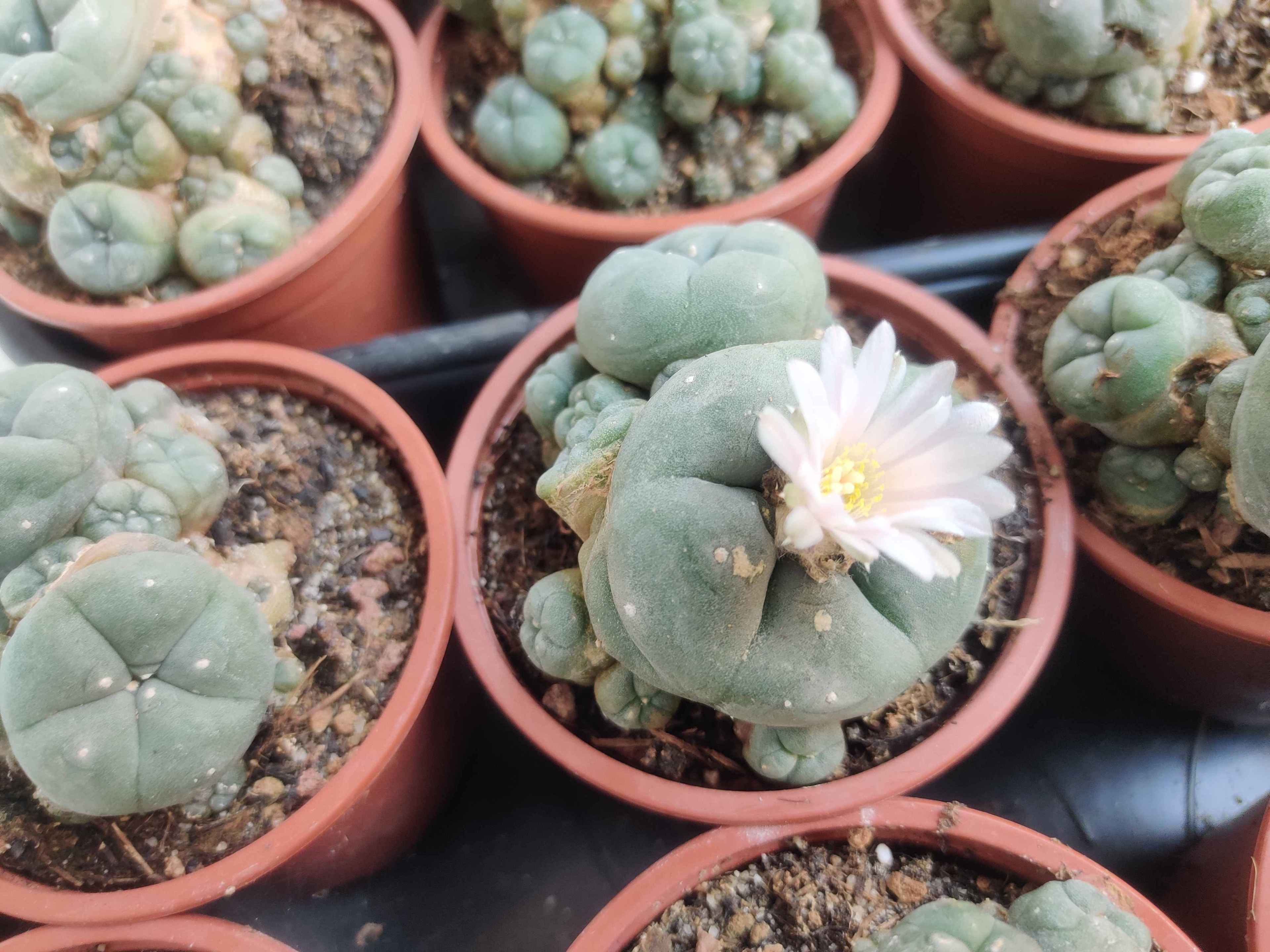 Blühfähiger Peyote-Kaktus (Lophophora williamsii) aus Nordmexiko, kleine dornlose Kugelpflanze im Topf für Sammler und Kakteenliebhaber.