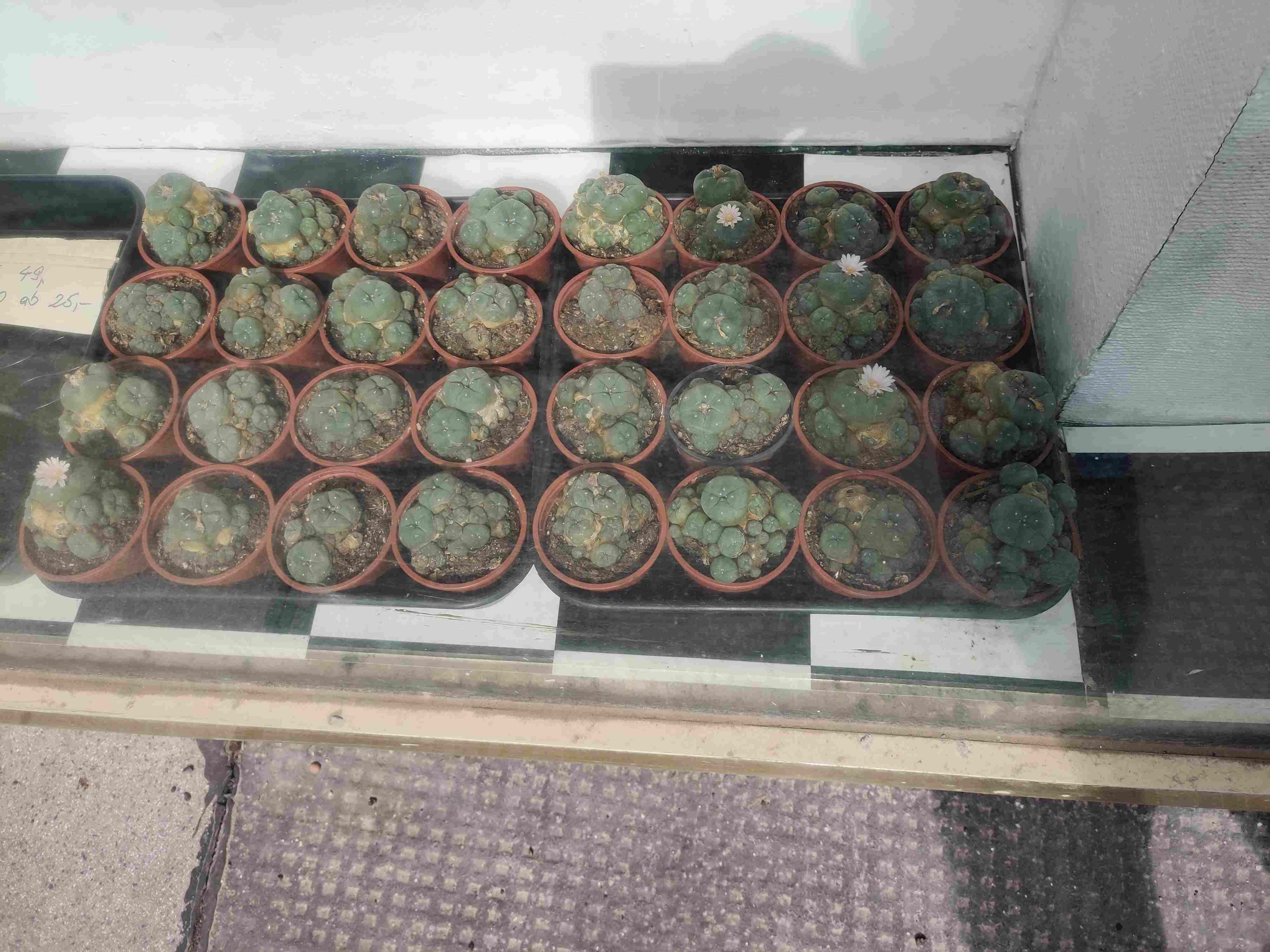 Blühfähiger Peyote-Kaktus (Lophophora williamsii) aus Nordmexiko, kleine dornlose Kugelpflanze im Topf für Sammler und Kakteenliebhaber.