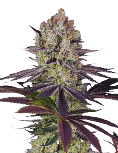 Runtz Cannabis-Sorte mit dichten, bunten Blüten, starkem süß-fruchtigem Bonbon-Aroma und einer dicken Schicht glitzernder Trichome.