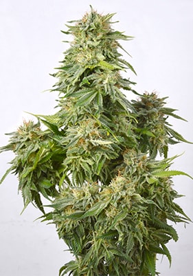 Somango Cannabis-Sorte mit dichten, harzigen Blüten, tropisch-fruchtigem Aroma und orangefarbenen Stempeln auf kompakten Buds.