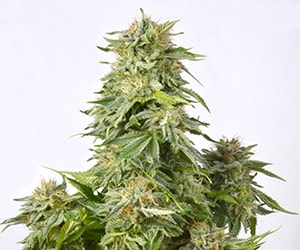 Somango Cannabis-Sorte mit dichten, harzigen Blüten, tropisch-fruchtigem Aroma und orangefarbenen Stempeln auf kompakten Buds.