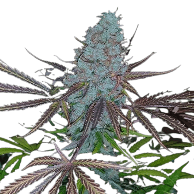 Sugar Black Rose Cannabis-Sorte mit dunklen, harzigen Blüten, süß-blumigem Aroma und einer dichten Schicht glitzernder Trichome.