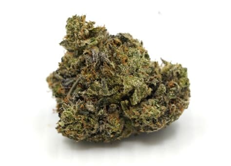 Dichte Sugar Black Rose-Cannabisblüten mit hellgrünen und silbrig bereiften Buds, bedeckt von glitzernden Trichomen und orangefarbenen Härchen
