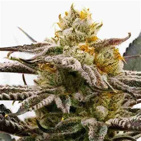 Sugar Black Rose Cannabis-Sorte mit dunklen, harzigen Blüten, süß-blumigem Aroma und einer dichten Schicht glitzernder Trichome.