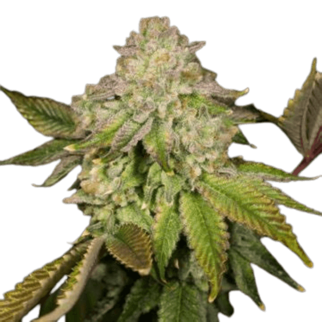 Cannabis-Pflanze der Sorte Super Boof mit dichten, harzigen Blüten, kräftigen grünen Blättern und auffälliger, kompakter Blütenstruktur in der Blütephase.