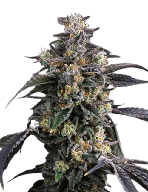 Cannabis-Pflanze der Sorte Super Boof mit dichten, harzigen Blüten, kräftigen grünen Blättern und auffälliger, kompakter Blütenstruktur in der Blütephase.