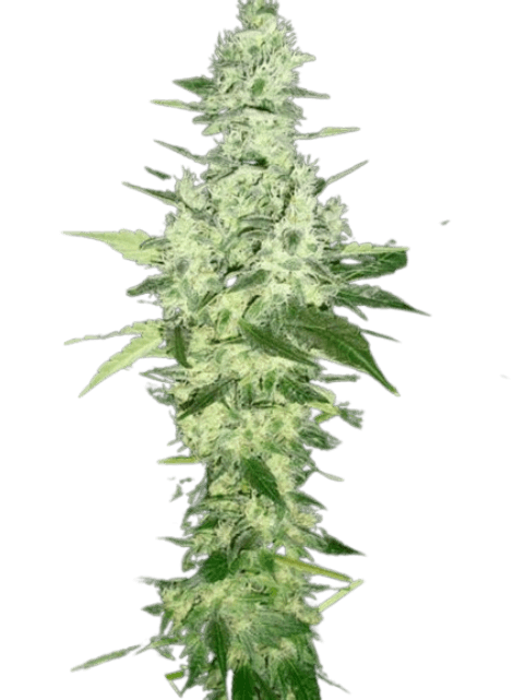 Nahaufnahme einer White Russian Cannabis-Blüte mit dichten, harzreichen Buds, hellgrünen Tönen und orangefarbenen Härchen in reifer Blütephase.