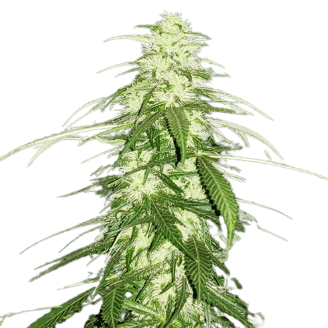 Nahaufnahme einer White Russian Cannabis-Blüte mit dichten, harzreichen Buds, hellgrünen Tönen und orangefarbenen Härchen in reifer Blütephase.