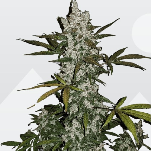 Girl Scout Cookies Cannabis-Sorte mit dichten, harzigen Blüten, süß-erdigem Aroma und stark entspannend-euphorischer Wirkung.