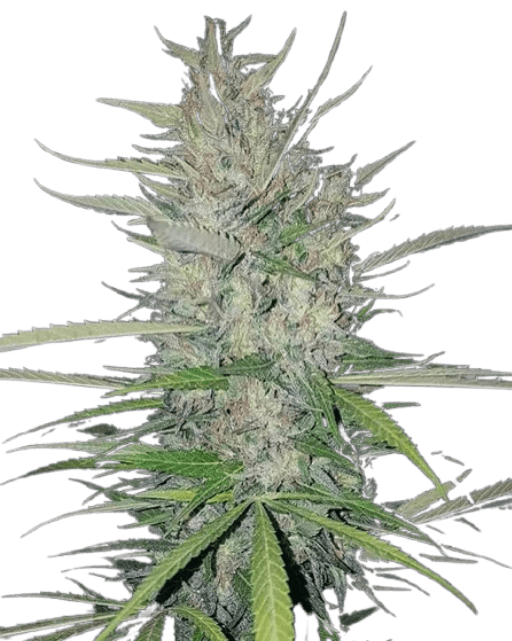 Nahaufnahme einer White Widow Cannabis-Blüte mit dichter Struktur, starkem Harzbesatz und hellgrünen Blättern in reifer Blütephase.