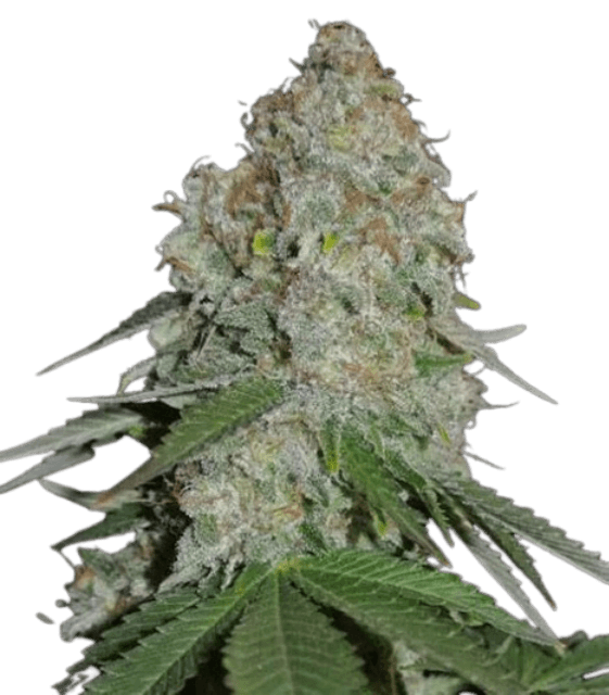 Nahaufnahme einer White Widow Cannabis-Blüte mit dichter Struktur, starkem Harzbesatz und hellgrünen Blättern in reifer Blütephase.